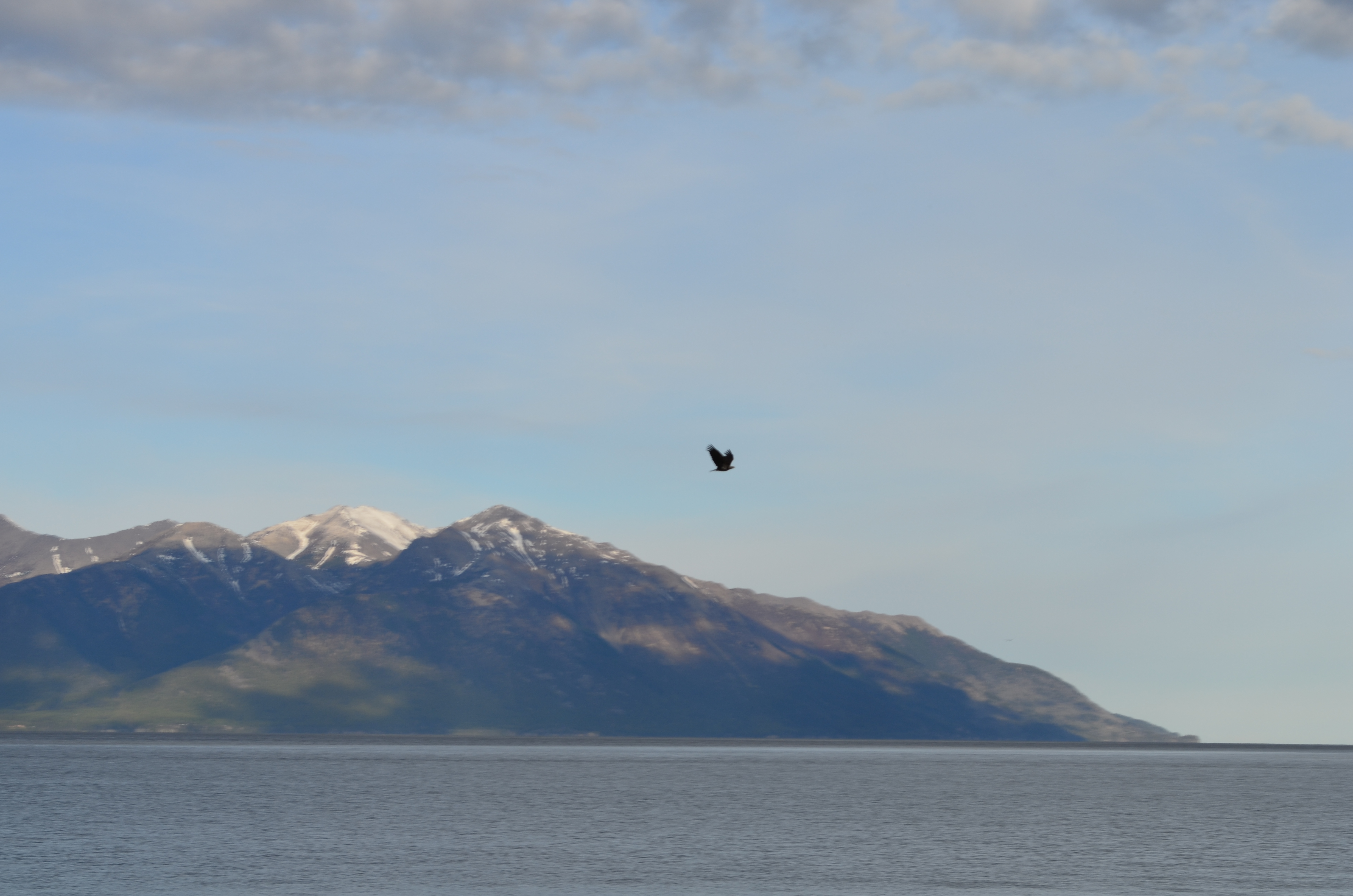 ./2017/08 - Alaska Cruise/05 - Train to Seward/DSC_0458.JPG